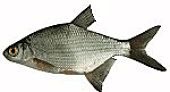 Silver Bream - Abramis bjoerkna or Blicca bjoerkna